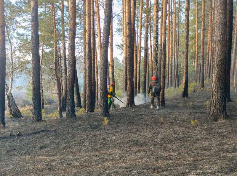 Первый в этом году лесной пожар потушили в Красноярском...