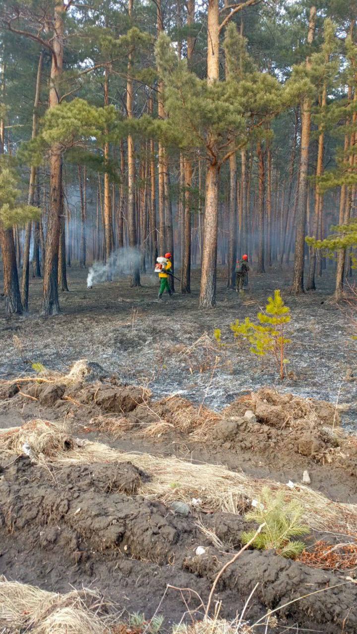 Первый в этом году лесной пожар потушили в Красноярском...