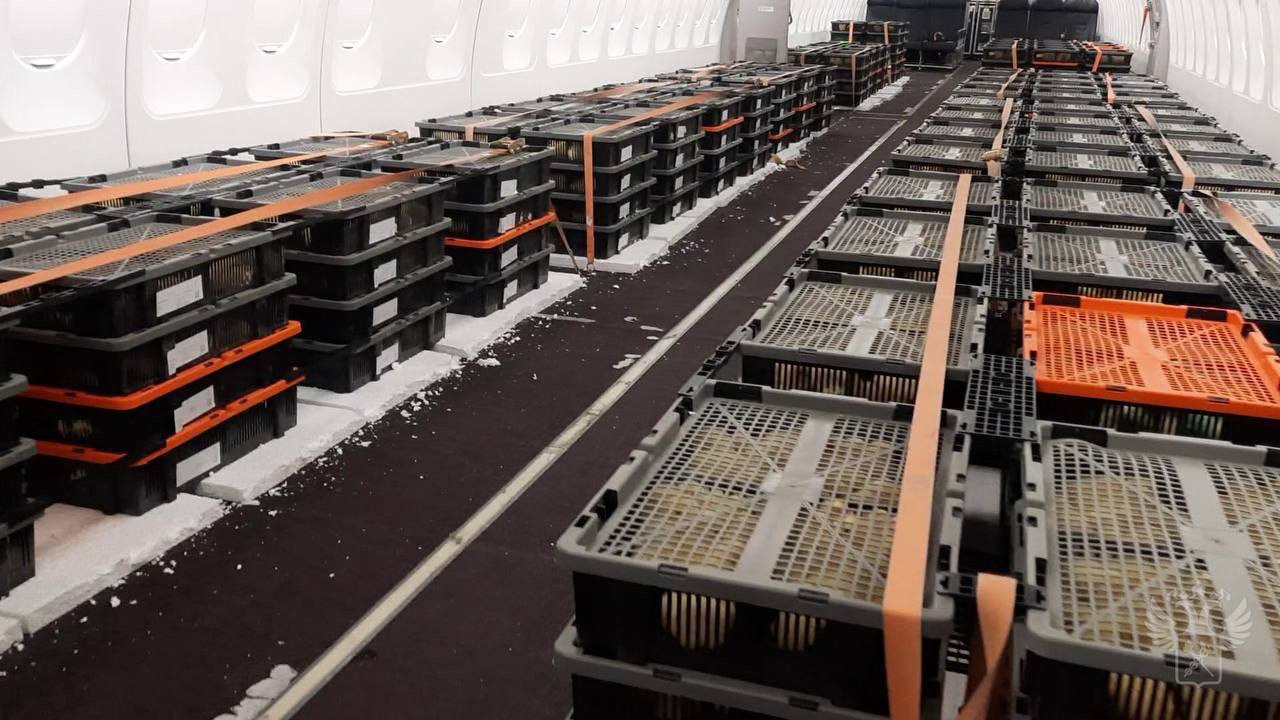 Екатеринбургские цыплята отправились в Таджикистан