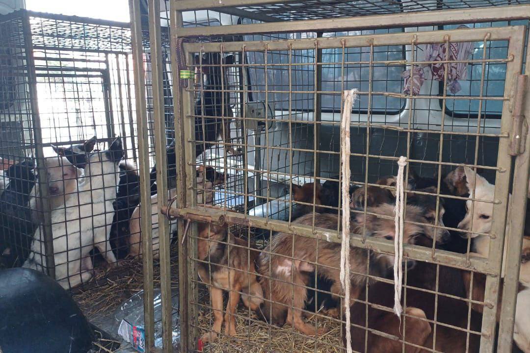 В Бородино женщину выселили из квартиры, где она держала...