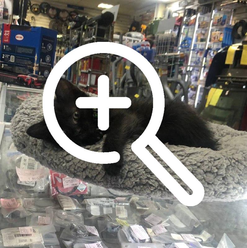Из автомагазина в Екатеринбурге украли кота-талисмана....