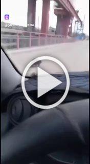 В Зеленогорске на плотине замечен бобёр — деловой, не...