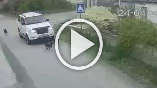 В Крыму водитель переехал собаку и даже не остановился....