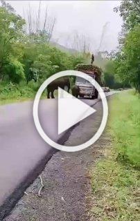 Слоны-бандиты не дают проехать грузовикам с сахарным...
