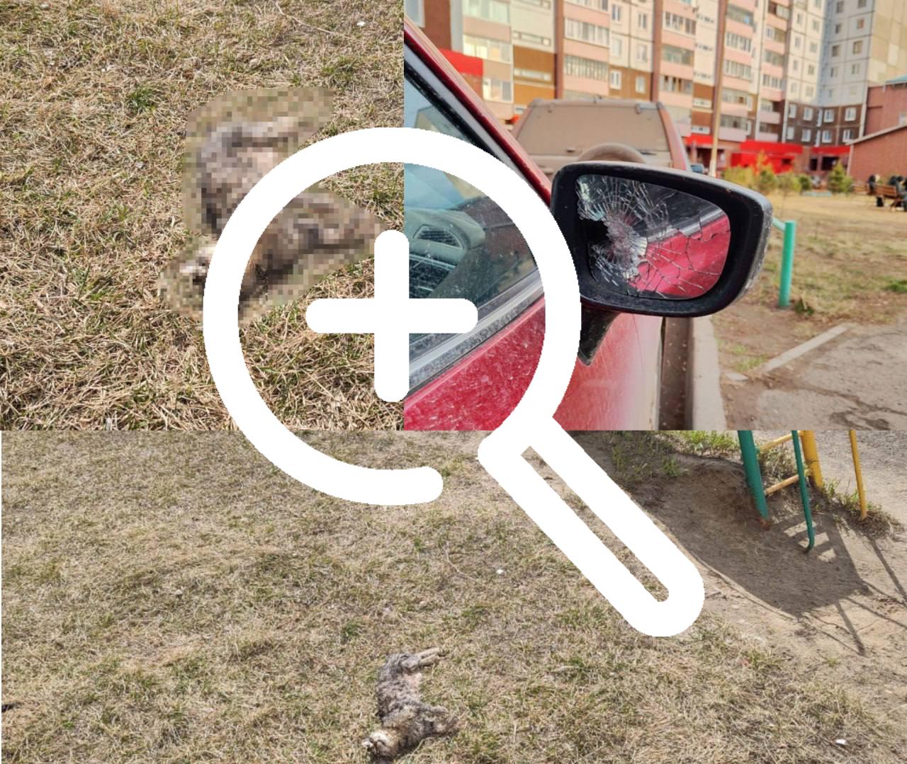 В Братске неизвестный по ночам стреляет по животным и машинам.