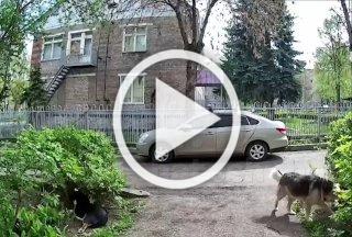 В Уфе мужчина в темных очках и с бойцовской собакой, проходя мимо бездомной собаки, выстрелил в ее сторону из сигнальной ракетницы