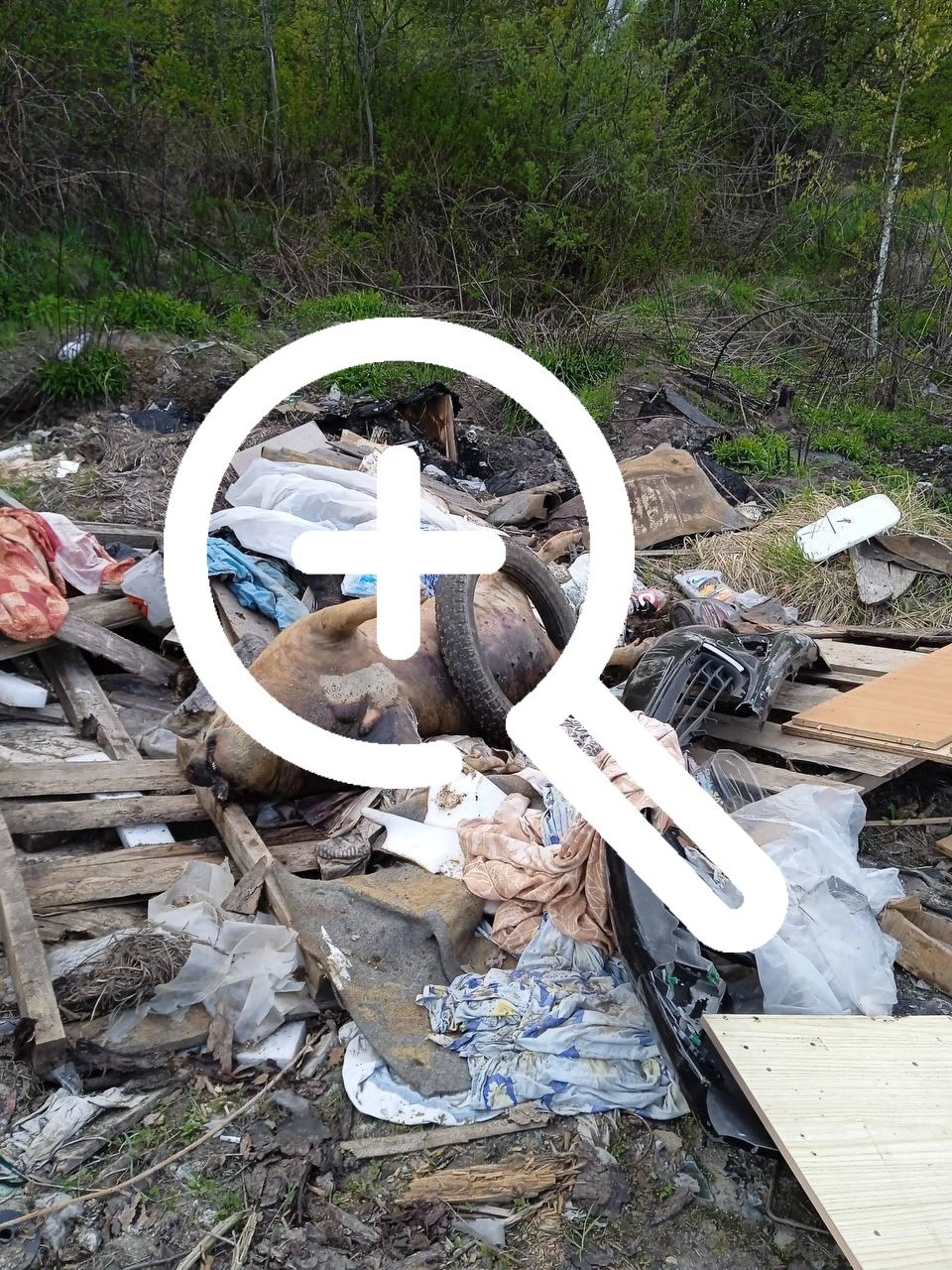 В Дятьково какой-то умник выбросил на свалку огромную...
