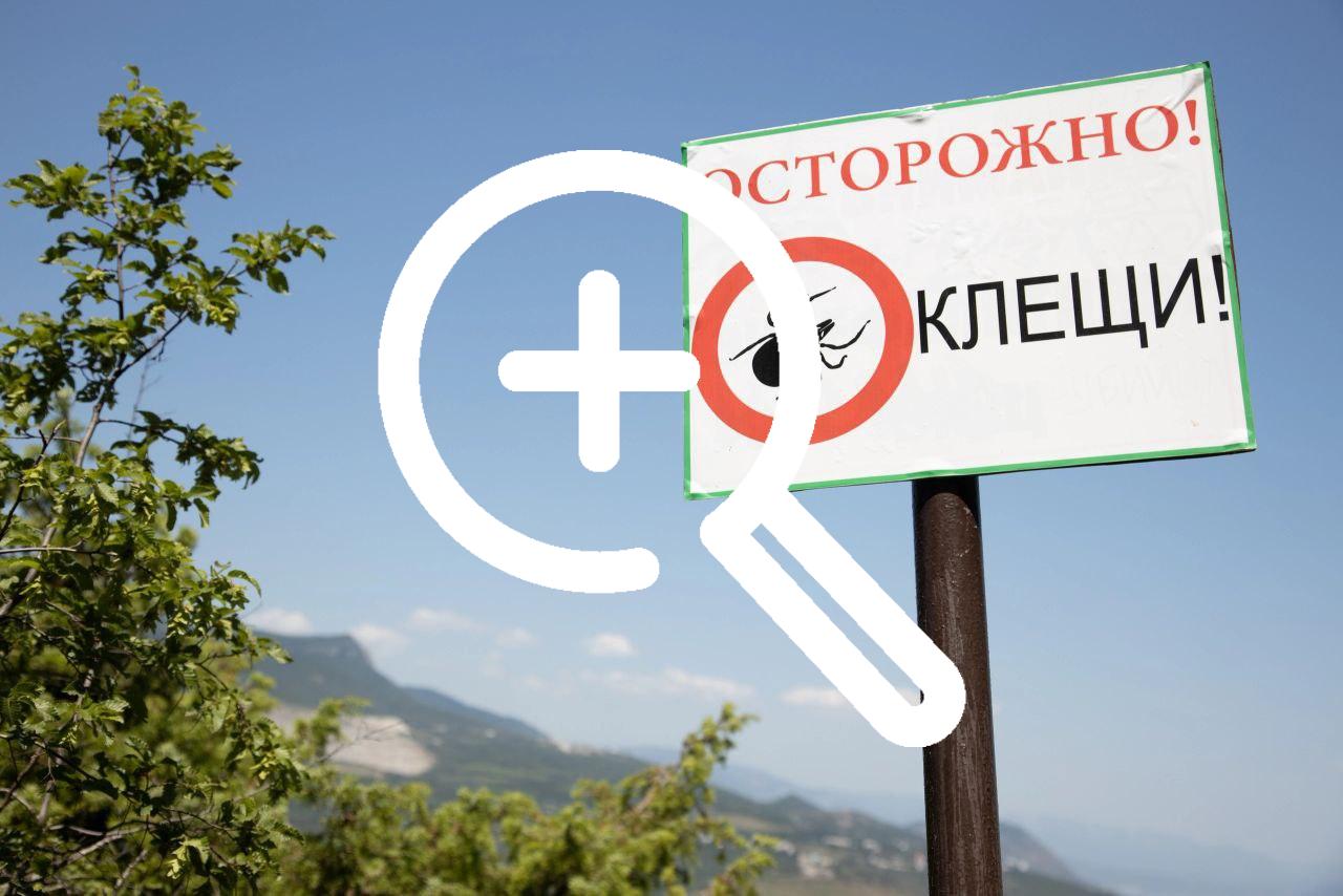 В Новосибирской области клещи уже покусали 904 человек