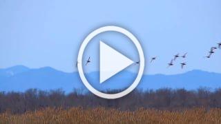 С каждым днем птиц на озерах Хакасии все больше, а звуки разнообразнее, говорят в Минприроды.