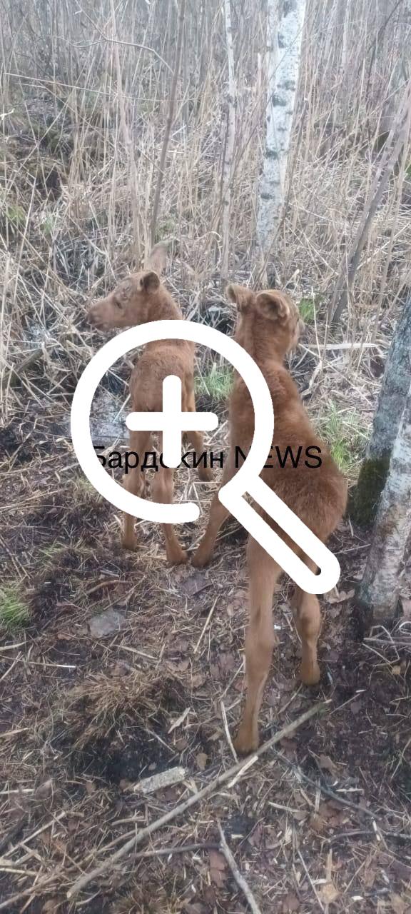 Новокузнецкие охотоведы спасли двух лосят.