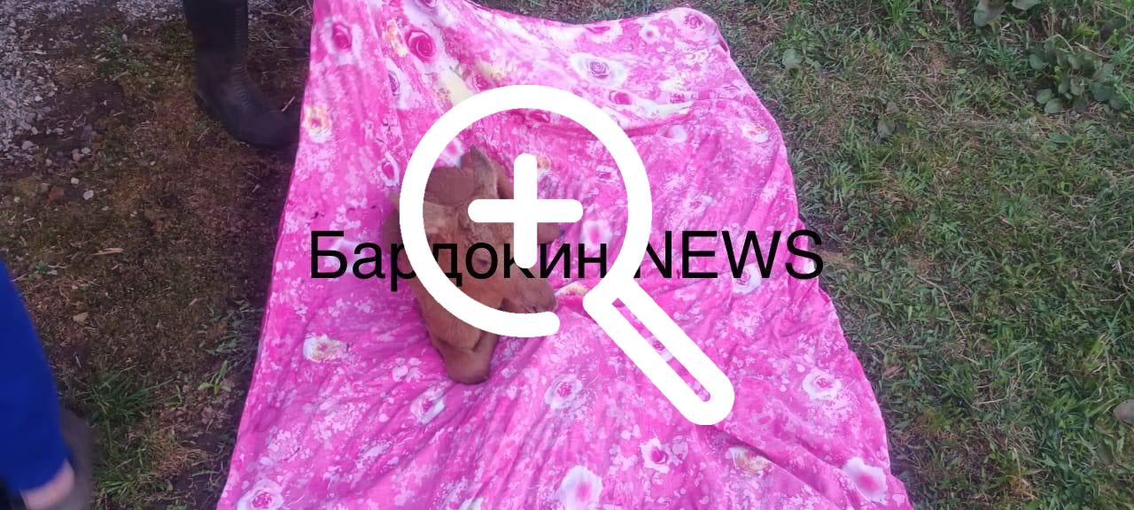 Новокузнецкие охотоведы спасли двух лосят.