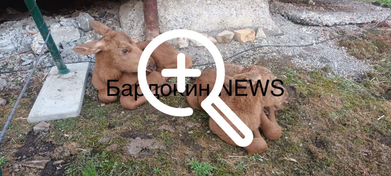 Новокузнецкие охотоведы спасли двух лосят.