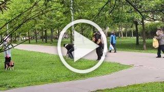 Целая драма развернулась в Южном Бутово: у козы на днях родились два козленка. Хозяин животных гулял с ними и мамой-козой, но в какой-то момент неизвестная женщина схватила козлят и попыталась унести