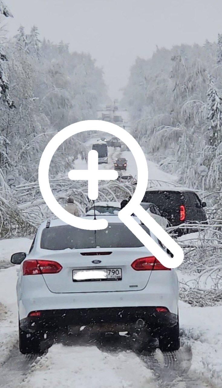 Около 200 автомобилей повреждены в результате вчерашней непогоды в Подмосковье, повалены 1,5 тыс. деревьев