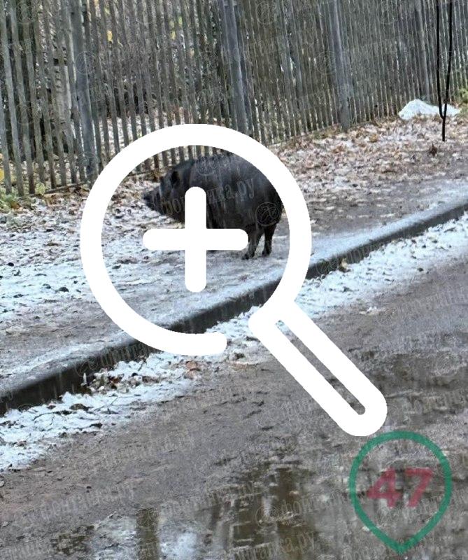 Вьетнамский кабан покусал 12-летнюю петербурженку у школы...