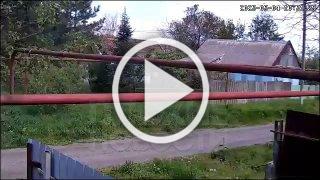 В Ставропольском крае пенсионер выстрелил из винтовки в щенка, который выбежал поприветствовать его