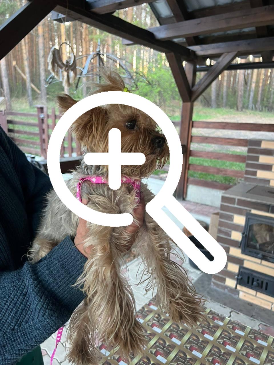 Найдена собачка по ул. Яковенко, бегала около церкви....