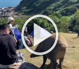 К важным новостям: дикий кабанчик своровал вещи туриста!...