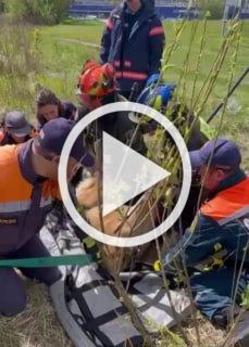 На пустыре рядом со 104 км МКАД, в открытый люк...