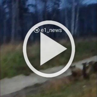 На 84-м километре ЕКАД заметили целое семейство кабанов