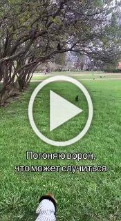 В Санкт-Петербурге такса захотела побегать за воронами.