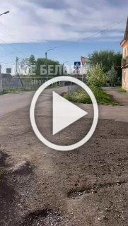 В Беловском городском округе заметили лося. Жители пгт...