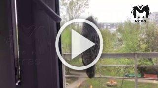Сыч спрятался от ворон на Воронова и сильно удивился,...