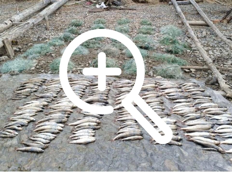 40 рыболовных сетей обнаружили на Байкале с погибшей рыбой