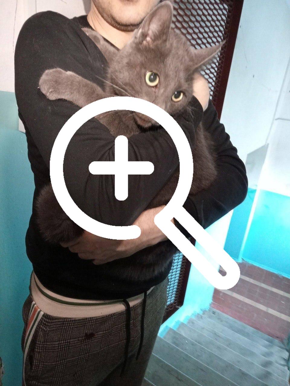 В Берёзовском удалось спасти кота, который застрял в...
