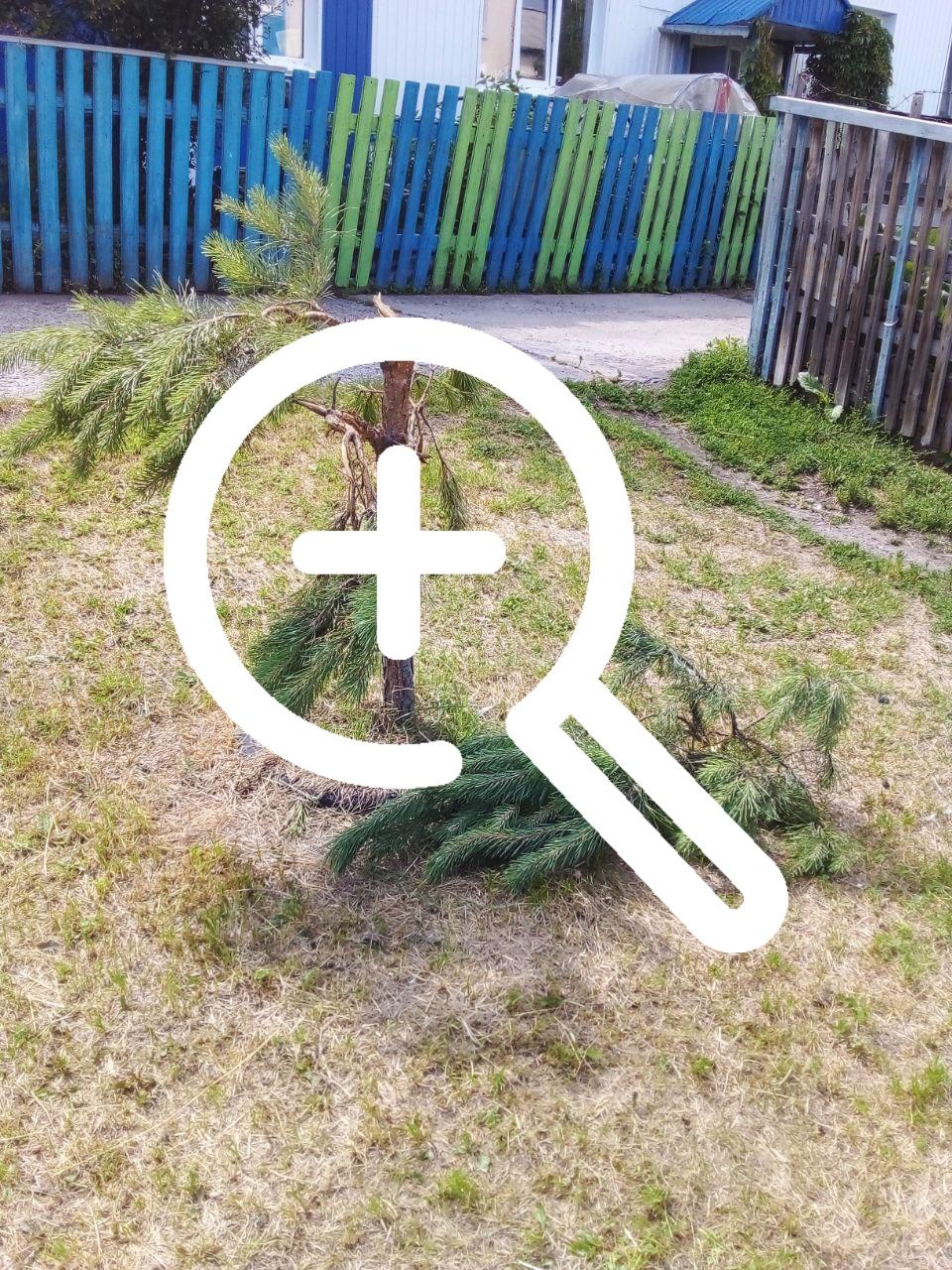 Жители Майна снова жалуются на коров, которые с...