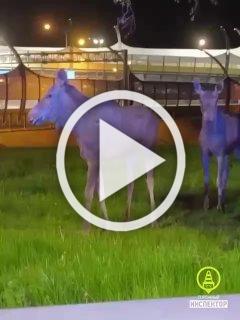 Лоси пришли к храму на Долгоозерной дважды за ночь