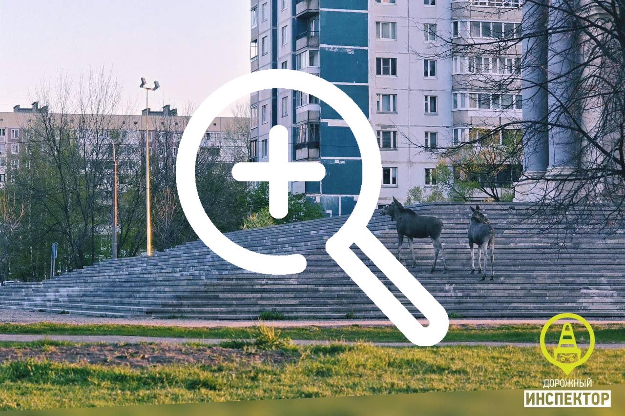Лоси пришли к храму на Долгоозерной дважды за ночь