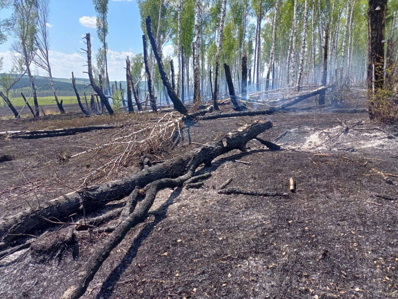 За минувшие выходные специалисты краевого Лесопожарного...