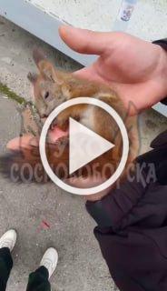 Очевидцы: в Сосновоборске белка погибла от яда, которым травили клещей