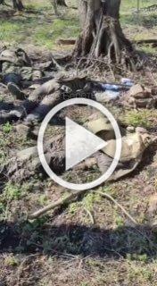 ❗️Закончилась экскурсия в Курской области у чубатых свиней.