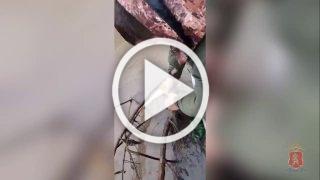 Полицейскими Ачинска выпущено в естественную среду обитания около 50 особей различных видов рыб