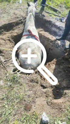 В селе Толмачево Брянского района 13 мая спасатели пришли на помощь животному