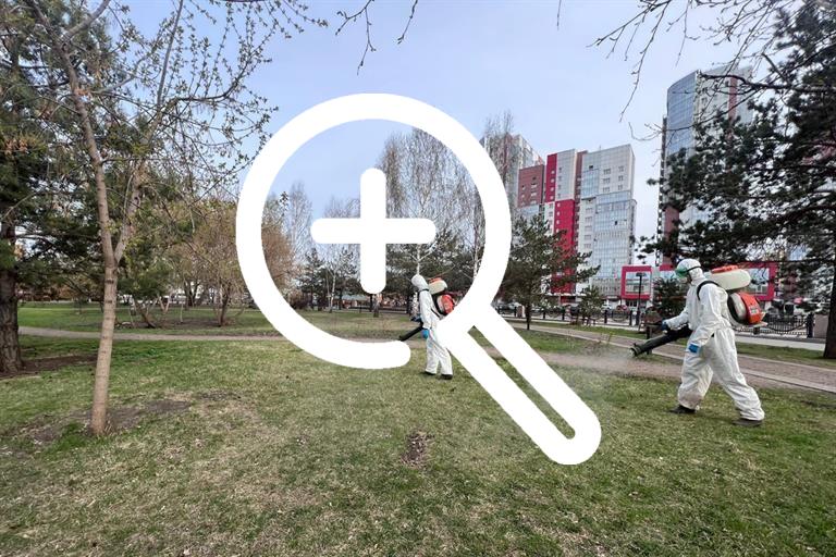 В Красноярске сегодня приступят к обработке парков,...