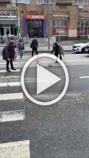 На Флотской пернатая мама переводила своих огарят через...