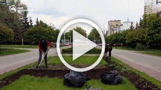 Более 600 тысяч растений высадят в Белгороде к лету