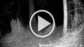 🐆 Прыжок грации: молодая Муся в объективе фотоловушки