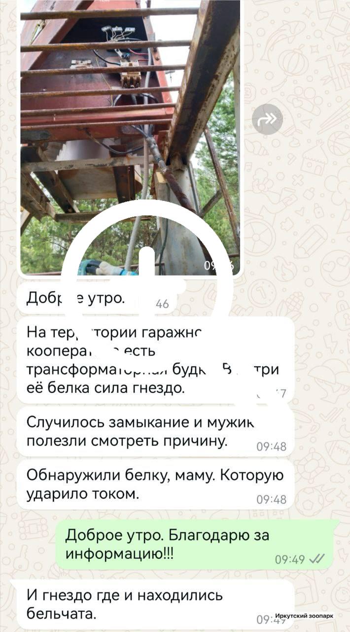 Бельчат, чью маму убило током, выхаживают в Иркутском...