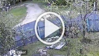 Собака покусала 11-летнего ребёнка в Нижегородской области