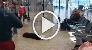 В Шереметьево потерялся хаски — всю ночь пес провел в...