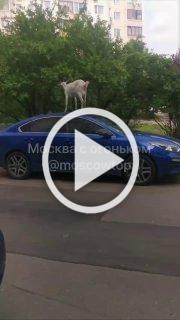 В Южном Бутово всё козлино стабильно Переживали за чужую...