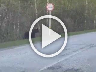 Медведя заметили на дороге По словам очевидцев, косолапый...