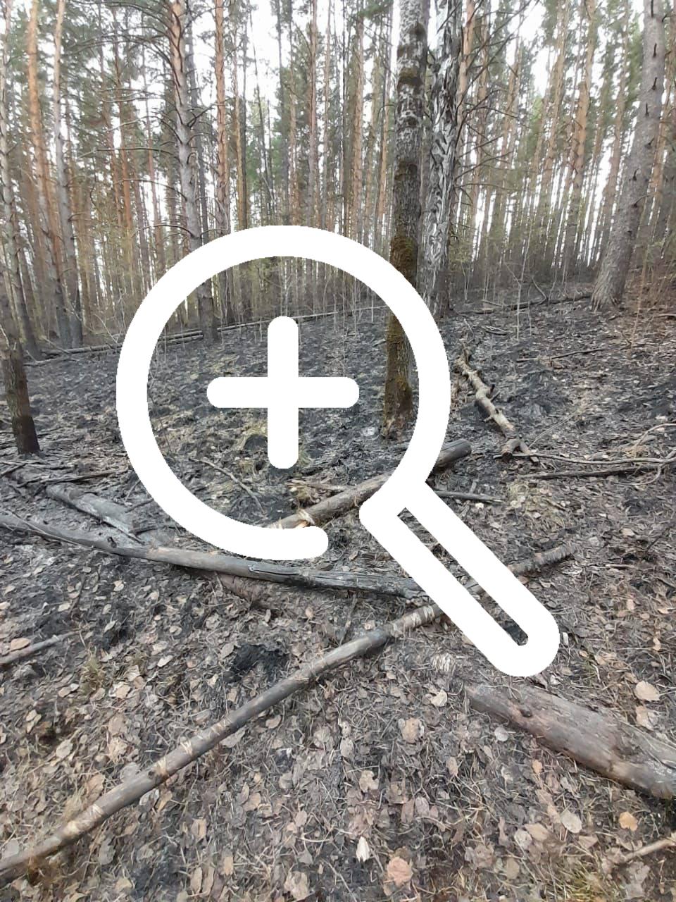 В СНТ «Кордон» под Красноярском за неделю несколько раз...
