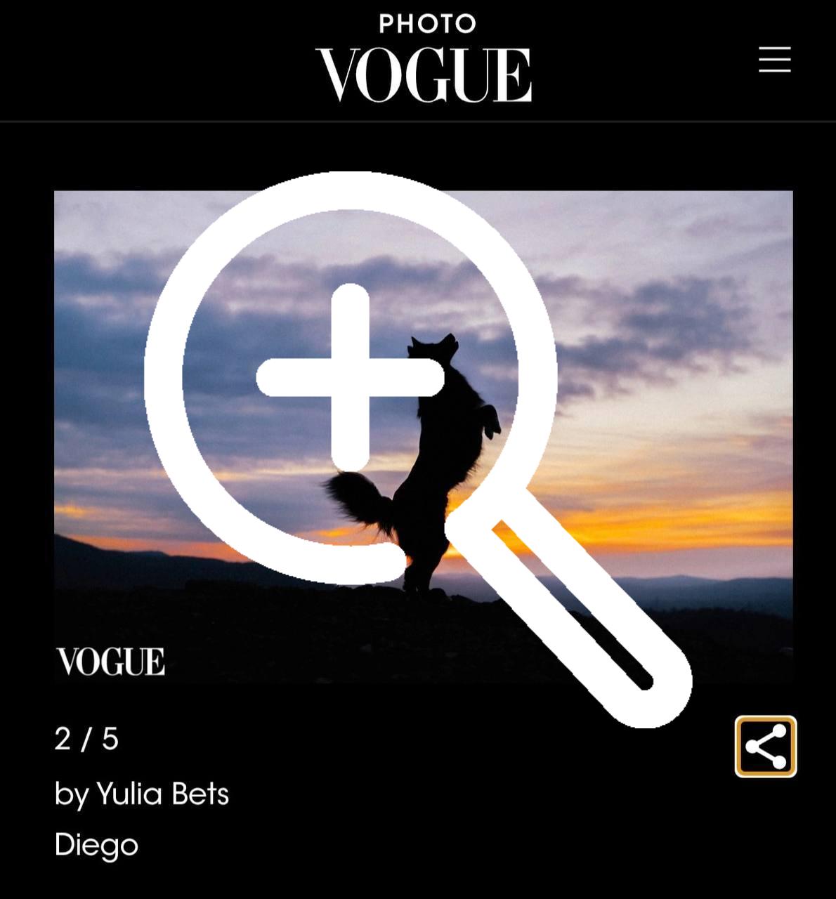 Милая история: пес из красноярского приюта попал в Vogue...