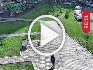 Маленький, но очень злой пёс напал на мальчика в...