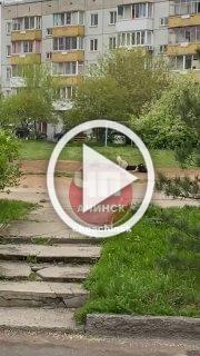 От читателя: Псы обитают на юго-восточном микрорайоне дом...